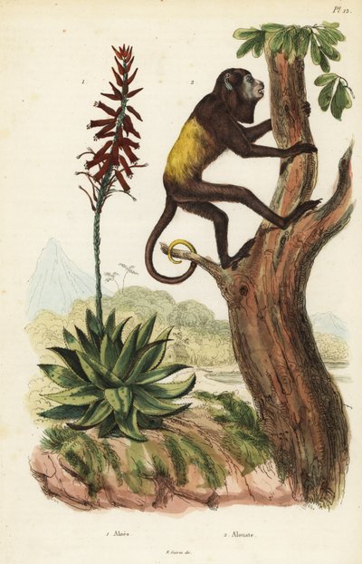 Scimmia urlatrice rossa venezuelana, Alouatta seniculus 2, e Aloe vera da Unbekannt