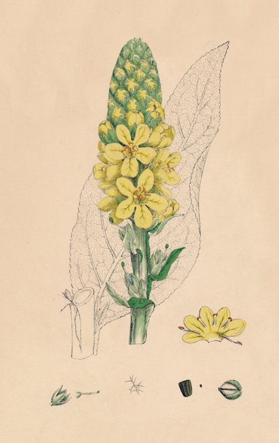 Verbascum Thapsus. Verbasco maggiore da Unbekannt