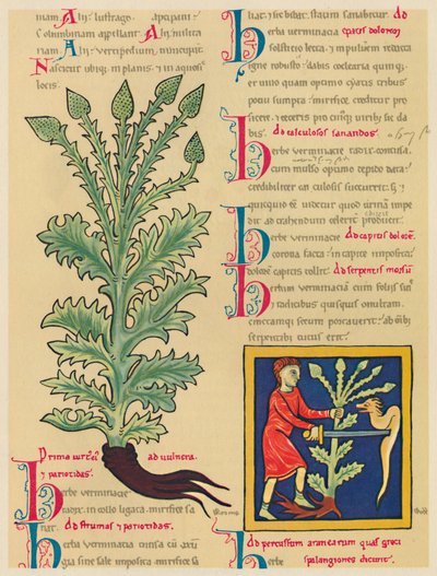 Verbena o Verbena, 1947 da Unbekannt