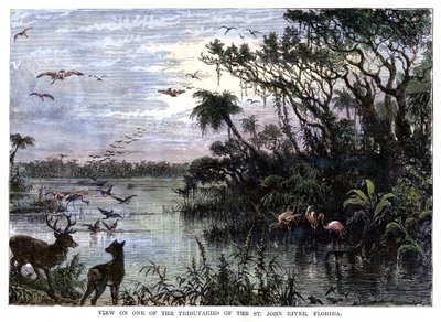 Veduta su uno dei tributari del fiume St John, Florida, XIX secolo da Unbekannt