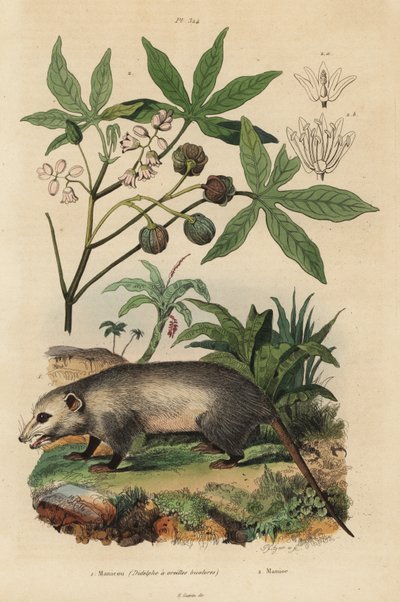 Opossum della Virginia, Didelphis virginiana, e manioca o yuca, Manihot esculenta da Unbekannt