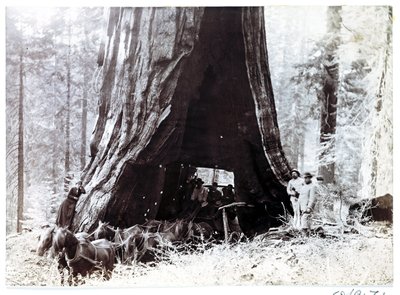 Carro che passa attraverso un albero gigante, Nord America, c 1900 da Unbekannt