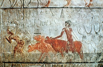 Trasporto di bestiame attraverso un canale, rilievo murale, Saqqara, Egitto da Unbekannt