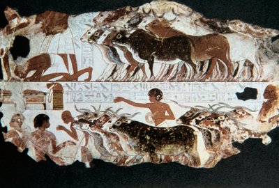 Affresco dalla tomba di Nebarunun, Tebe, Egitto da Unbekannt