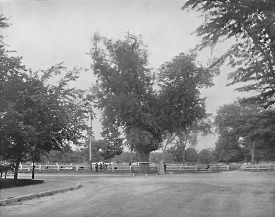 Olmo di Washington, Cambridge, Massachusetts, c1897 da Unbekannt