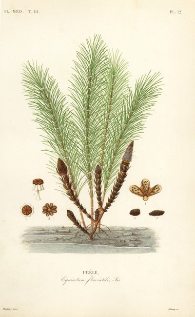 Equiseto delle acque o equiseto palustre, Equisetum fluviatile, Prele da Unbekannt