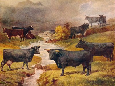 Bovini neri gallesi, c1906 c1910 da Unbekannt
