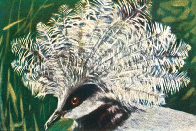 Piccione coronato occidentale, c1928 da Unbekannt