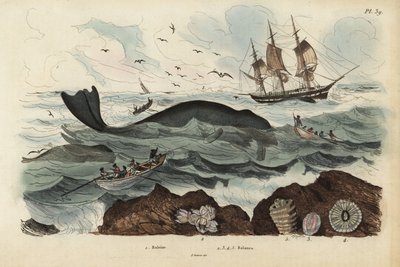 Baleniere che cacciano una balena franca nordatlantica, Eubalaena glacialis, in pericolo 1, e cirripedi 2-5 da Unbekannt