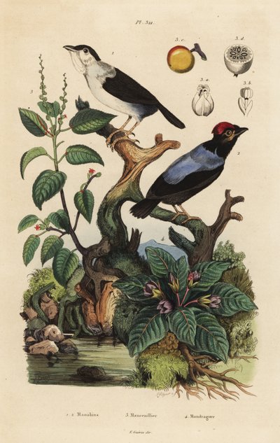 Manachino dal collare bianco, Corapipo altera, manachino dorso blu, Chiroxiphia pareola, albero di mancinella, Hippomane mancinella, e mandragora, Mandragora officinarum da Unbekannt