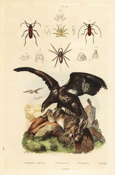 Aquila di mare dalla coda bianca, Haliaeetus albicilla, e preda, ragno d