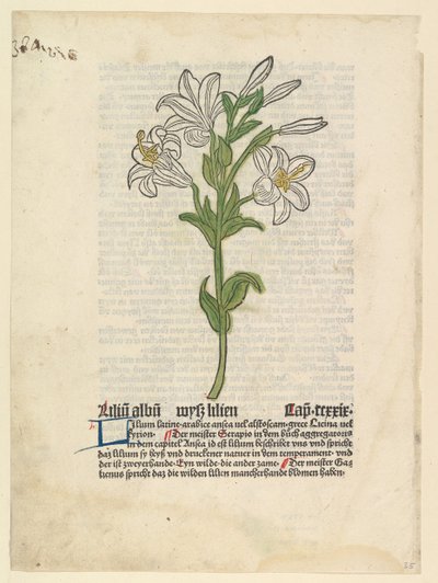Giglio bianco, illustrazione da Gart der Gesundheit Sch.4332, 28 marzo 1485 da Unbekannt