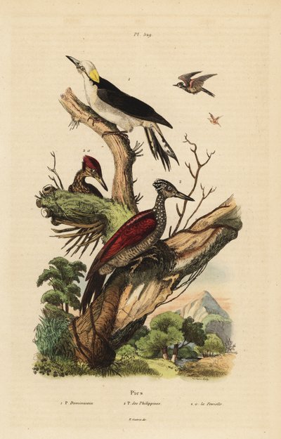 Picchio bianco, Melanerpes candidus, picchio pigmeo filippino, Yungipicus maculatus, maschio e femmina da Unbekannt