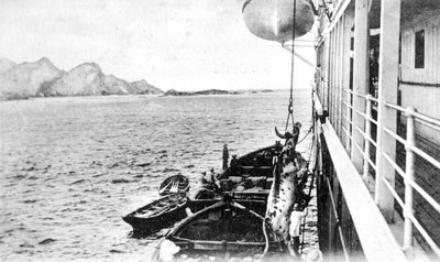 Sollevamento di una mucca su una barca al largo della costa del Cile, c1900s da Unbekannt