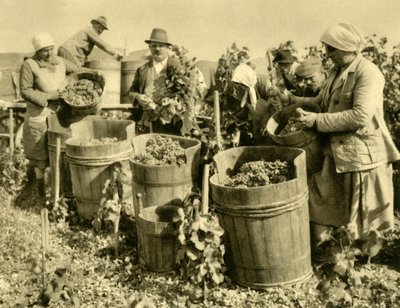 Vendemmia vicino a Baden bei Wien, Bassa Austria, c1935 da Unbekannt