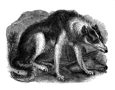 Cane lupo, 1848 da Unbekannt