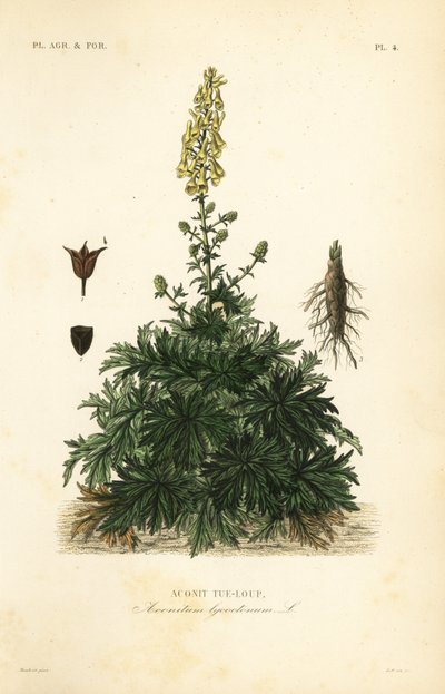 Aconito, Aconitum lycoctonum da Unbekannt
