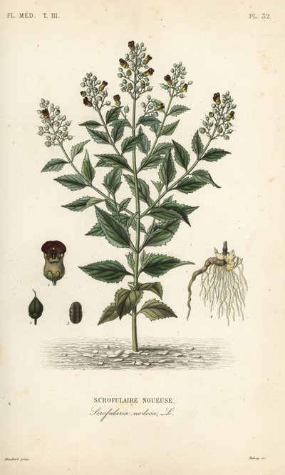 Scrofularia nodosa, Scrophularia nodosa, Scrofulaire noueuse da Unbekannt