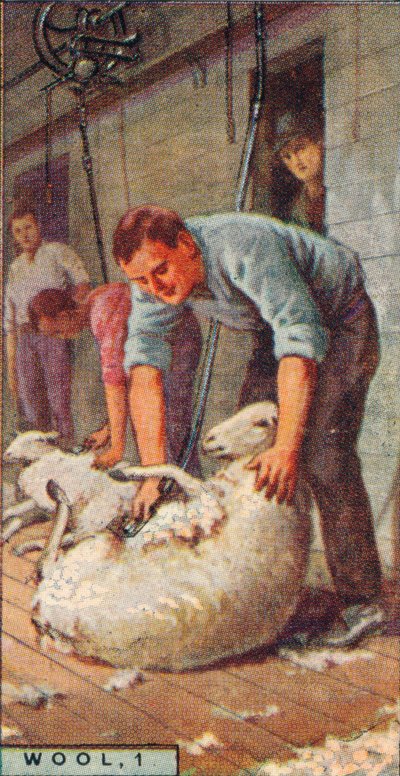 Lana, 1. - Tosatura delle pecore con macchinari, Australia, 1928 da Unbekannt