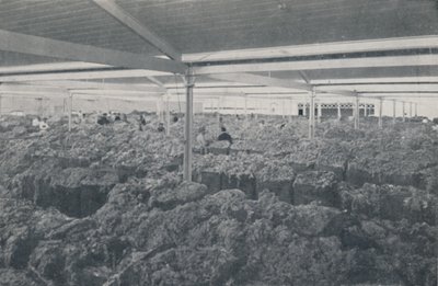 Lana in vendita in uno showroom di Melbourne, 1923 da Unbekannt