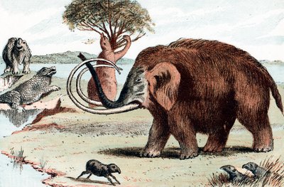 Mammut lanoso Mammuthus, 1892 da Unbekannt