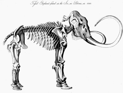 Scheletro di Mammut Lanoso da Unbekannt