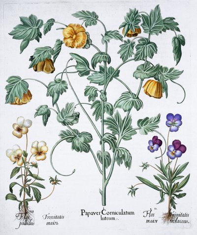Papavero cornuto giallo, 1613 da Unbekannt