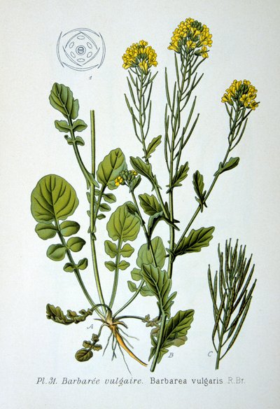 Razzo giallo, 1893 da Unbekannt
