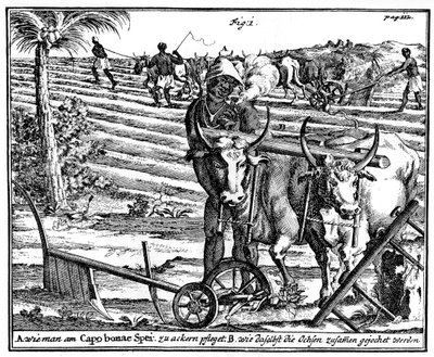 Giogo di buoi e aratura dei campi, Sudafrica, XVIII secolo da Unbekannt