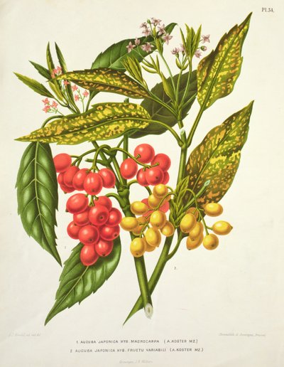 Aucuba japonica ibrida macrocarpa e Fructu variabili, di A. Koster (XIX secolo) da Unbekannt Unbekannt