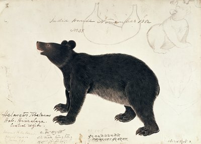 Disegno di un Orso Nero Asiatico, Ursus Tibetanus, dalla Regione Centrale dell