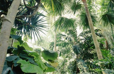 Vista interna della Palm House da Unbekannt Unbekannt