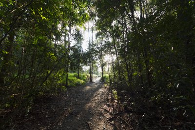 Sentiero nella giungla vicino a Camp Leaky, Parco Nazionale Tanjung Puting, Kalimantan Centrale, Borneo, Indonesia da Unbekannt Unbekannt