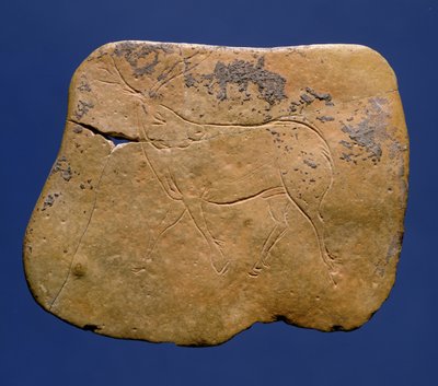 Renna, disegno inciso su calcare, Paleolitico, Magdaleniano V, da Laugerie Basse, Dordogna, c.12000 a.C. da Unbekannt Unbekannt