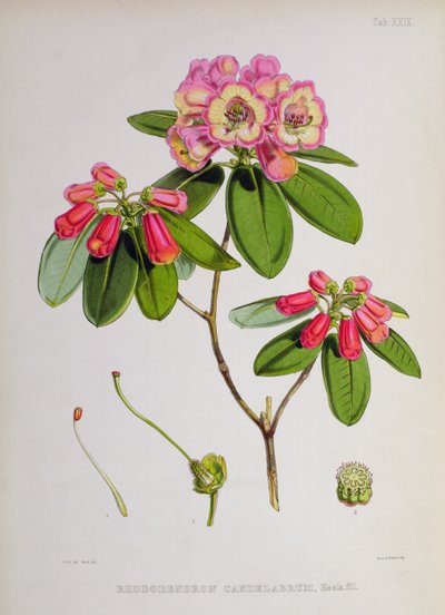 Rhododendron: Candelabrum, da 