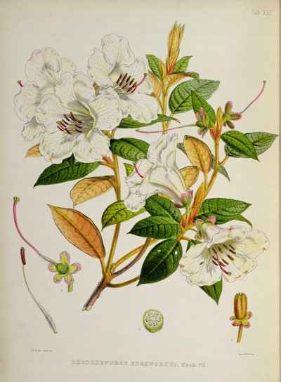 Rhododendron: Edgeworthi, da 