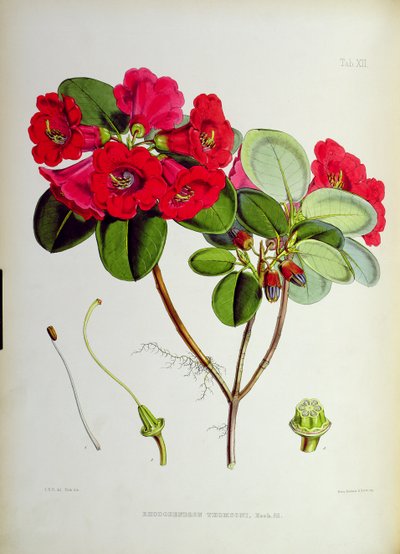 Rhododendron: Thomsoni, da 