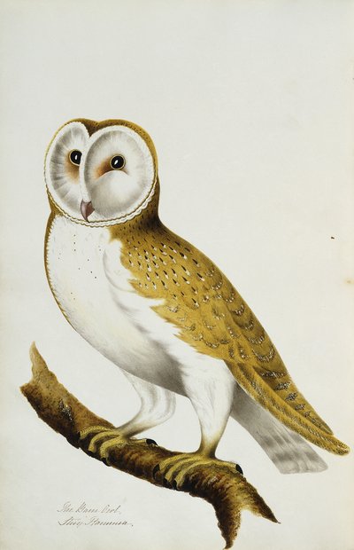 Un barbagianni, parte di un album di acquerelli di uccelli e loro uova, c. 1800 da Unbekannt