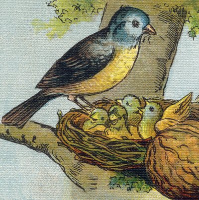 Un uccello nutre i suoi piccoli in un nido. Incisione in "Alphabet de ma petite fille". Bernardin-Bechet e Fils, librai-editori, Parigi, circa 1895. Album infrangibile su tela. Bibliothèque des Bebes. da Unbekannt