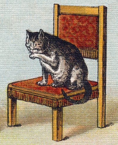 Un gatto su una sedia. Incisione in "Alphabet de ma petite fille". Bernardin-Bechet e Fils, librai-editori, Parigi, circa 1895. Album infrangibile su tela. Bibliotheque des Bebes. 12 pagine. Album contenente un metodo di lettura e un abecedario illustrativ da Unbekannt