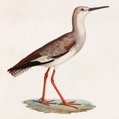 Illustrazione a colori di un uccello da Unbekannt