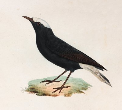 Illustrazione a colori di un uccello nero con coda bianca da Unbekannt