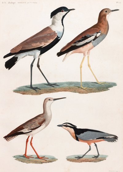 Una serie di illustrazioni a colori di uccelli a pagina intera da Unbekannt