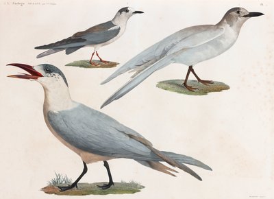 Una serie di illustrazioni a colori di uccelli a pagina intera da Unbekannt