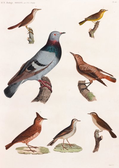 Serie di illustrazioni a colori di uccelli da Unbekannt