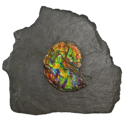 Un grande ammonite iridescente, dal Canada da Unbekannt