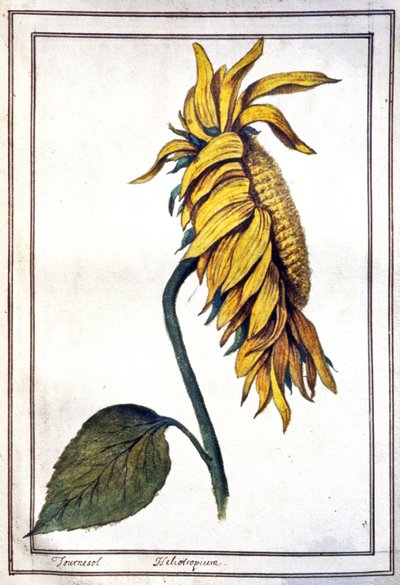 Un girasole da Unbekannter Künstler
