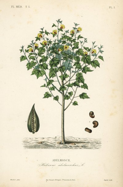 Ambretta o ibisco annuale, Abelmoschus moschatus da Unbekannt