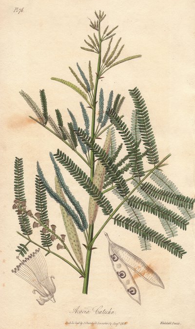 Acacia catechu - Acquaforte di William Clarke per illustrare “Botanica medica, descrizione delle piante medicinali di Londra, Edimburgo e Dublino” di John Stephenson e James Morss Churchill da Unbekannter Künstler