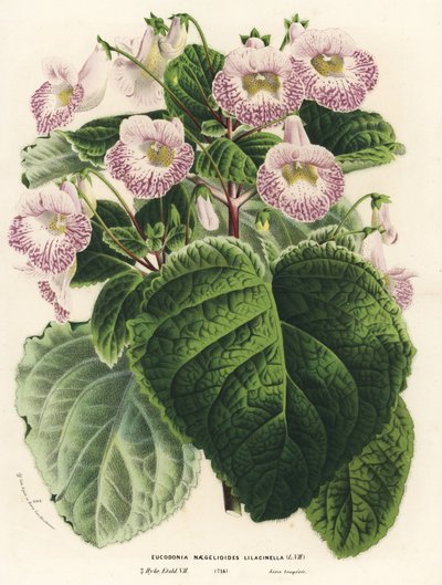 Achimenantha x naegelioides, cultivar lilla (Eucodonia naegelioides lilacinella). Litografia a mano colorata da Louis van Houtte e Charles Lemaire